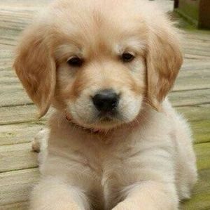 Meet your Posher, Elmer